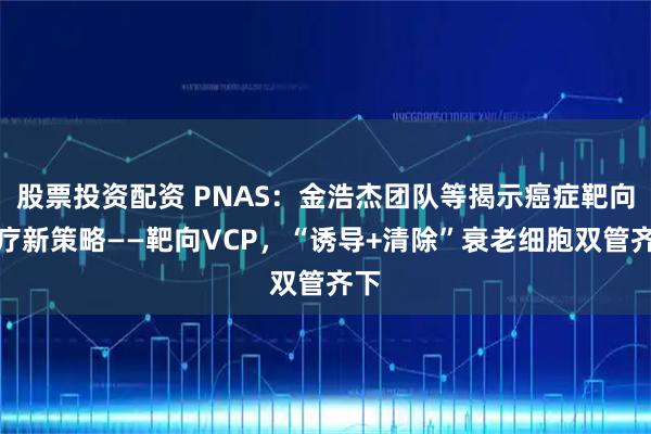股票投资配资 PNAS：金浩杰团队等揭示癌症靶向治疗新策略——靶向VCP，“诱导+清除”衰老细胞双管齐下