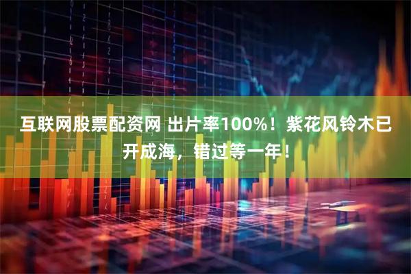 互联网股票配资网 出片率100%！紫花风铃木已开成海，错过等一年！